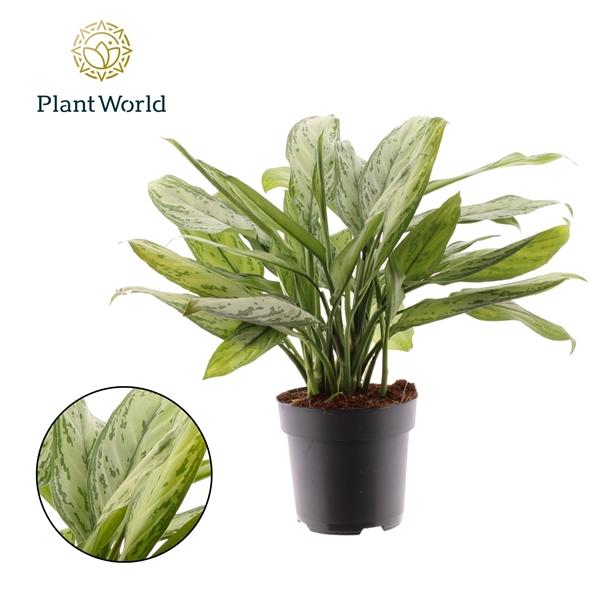 Горшечные цветы и растения оптом Aglaonema Silver Queen (decorum) от 6шт из Голландии с доставкой по России