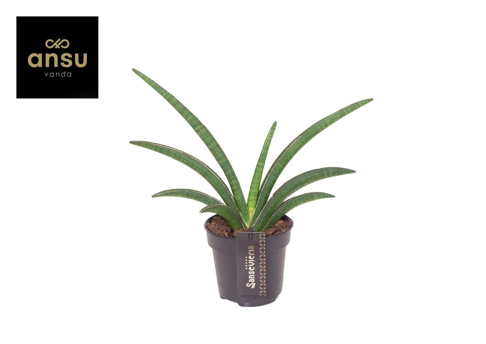 Горшечные цветы и растения оптом Sansevieria Tiara Grand Gazelle от 10шт из Голландии с доставкой по России