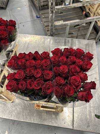 Срезанные цветы оптом Rosa large explorer от 40шт из Голландии с доставкой по России