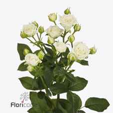 Срезанные цветы оптом Rosa sp josephine от 30шт из Голландии с доставкой по России