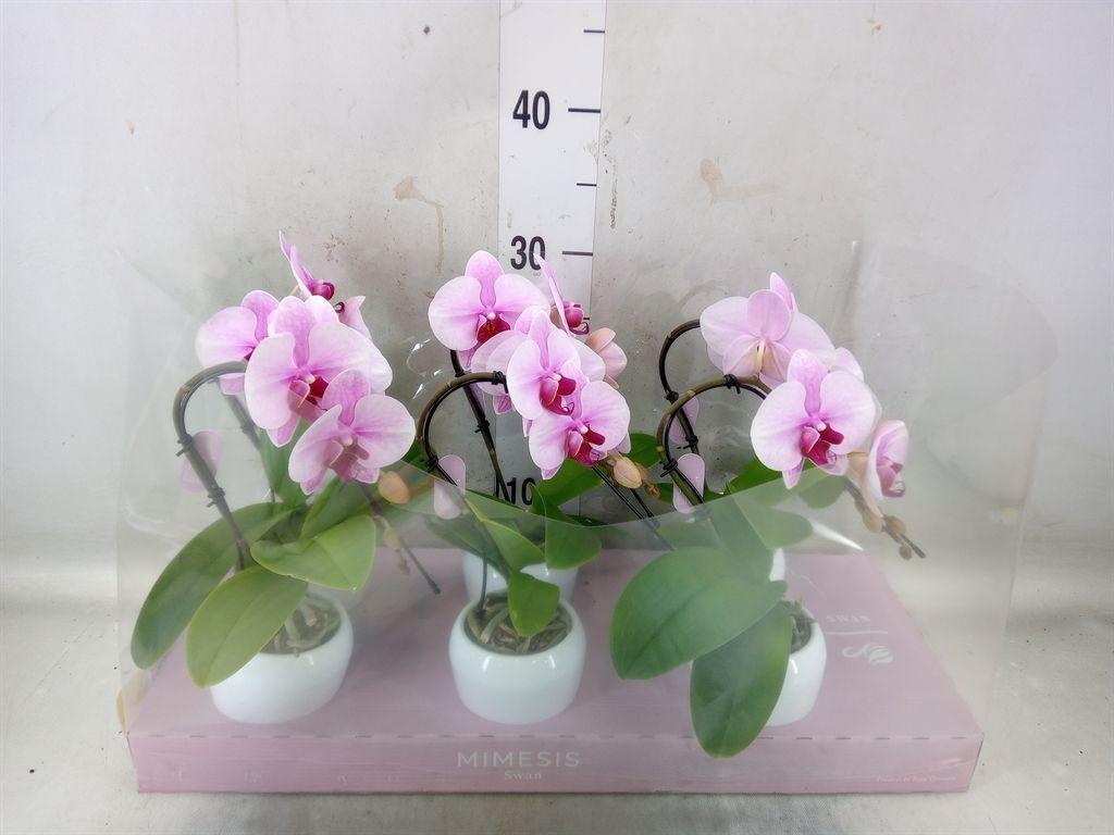 Горшечные цветы и растения оптом Phalaenopsis   ...rose от 6шт (для телеги) из Голландии с доставкой по России