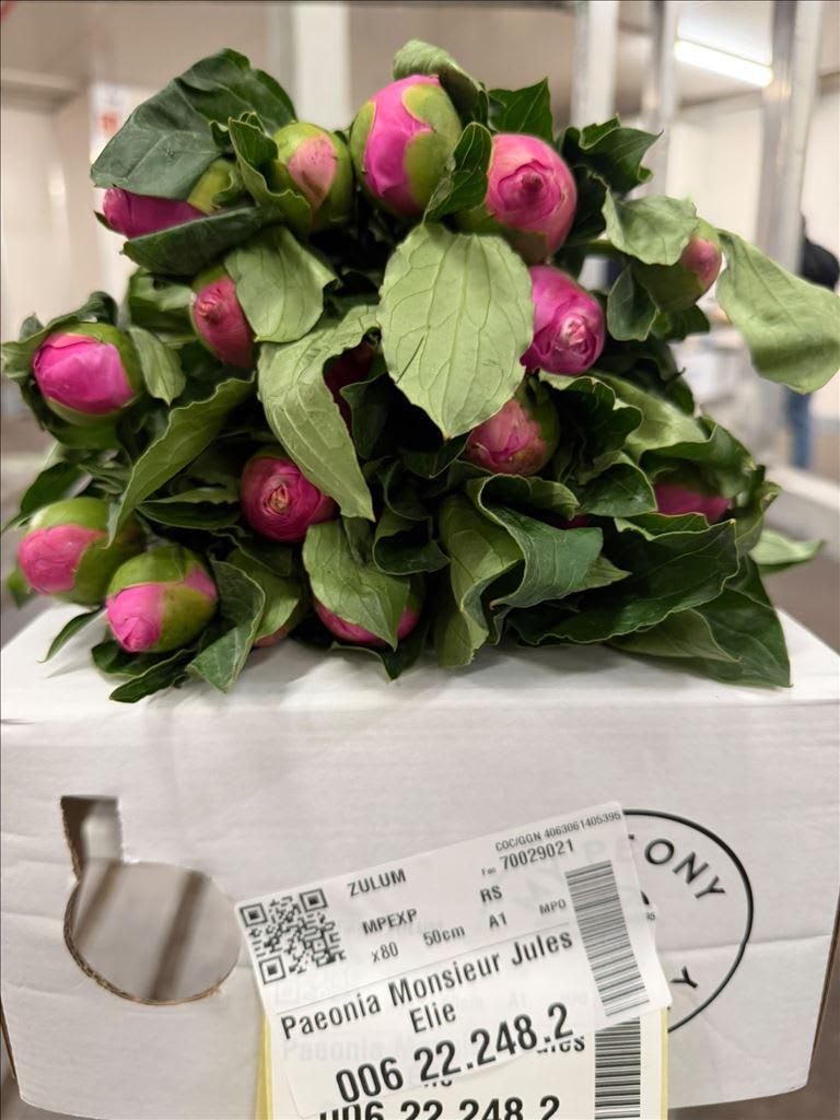 Срезанные цветы оптом Paeonia monsieur jules elie от 80шт из Голландии с доставкой по России