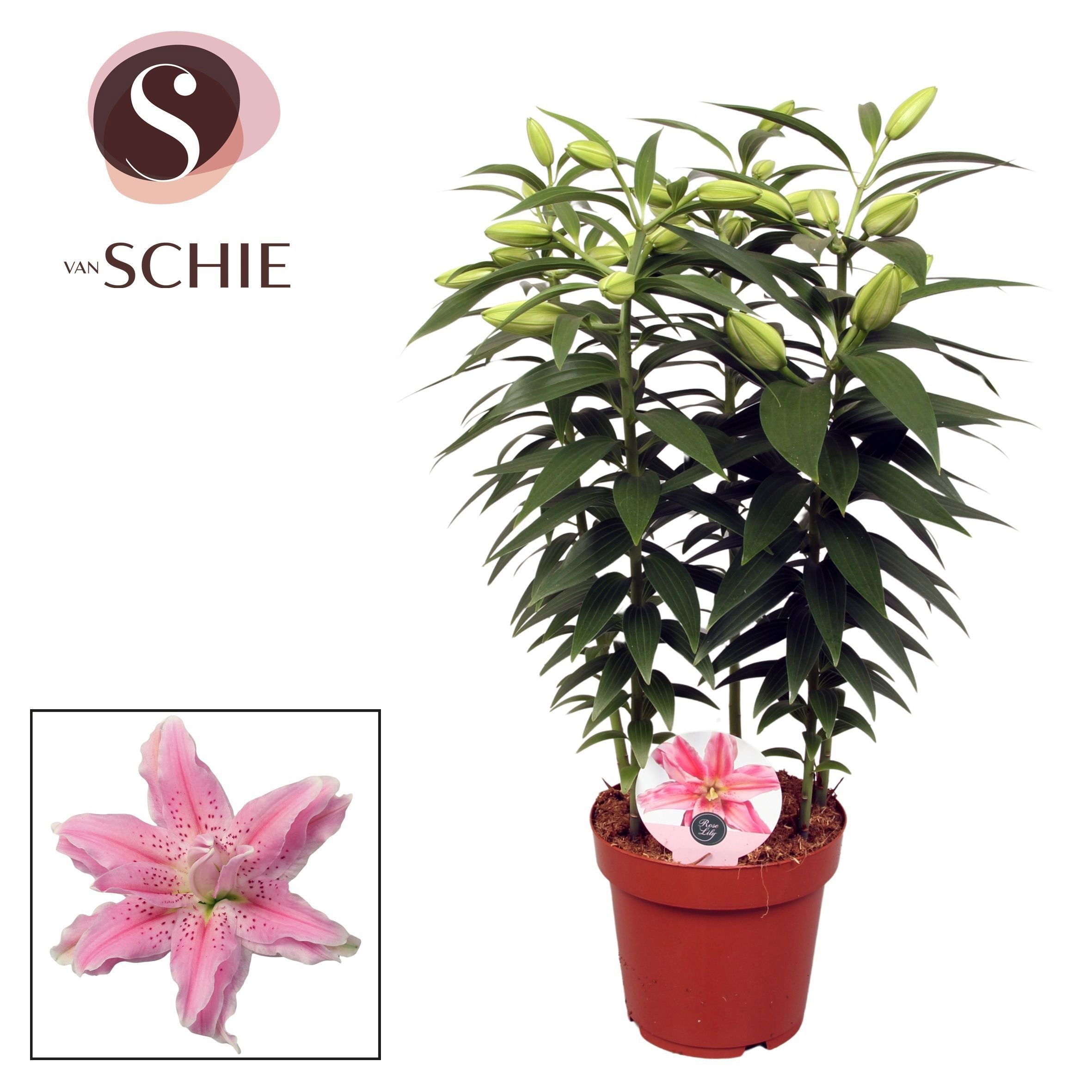 Горшечные цветы и растения оптом Lilium Or Roselily Azra 5pp от 5шт из Голландии с доставкой по России
