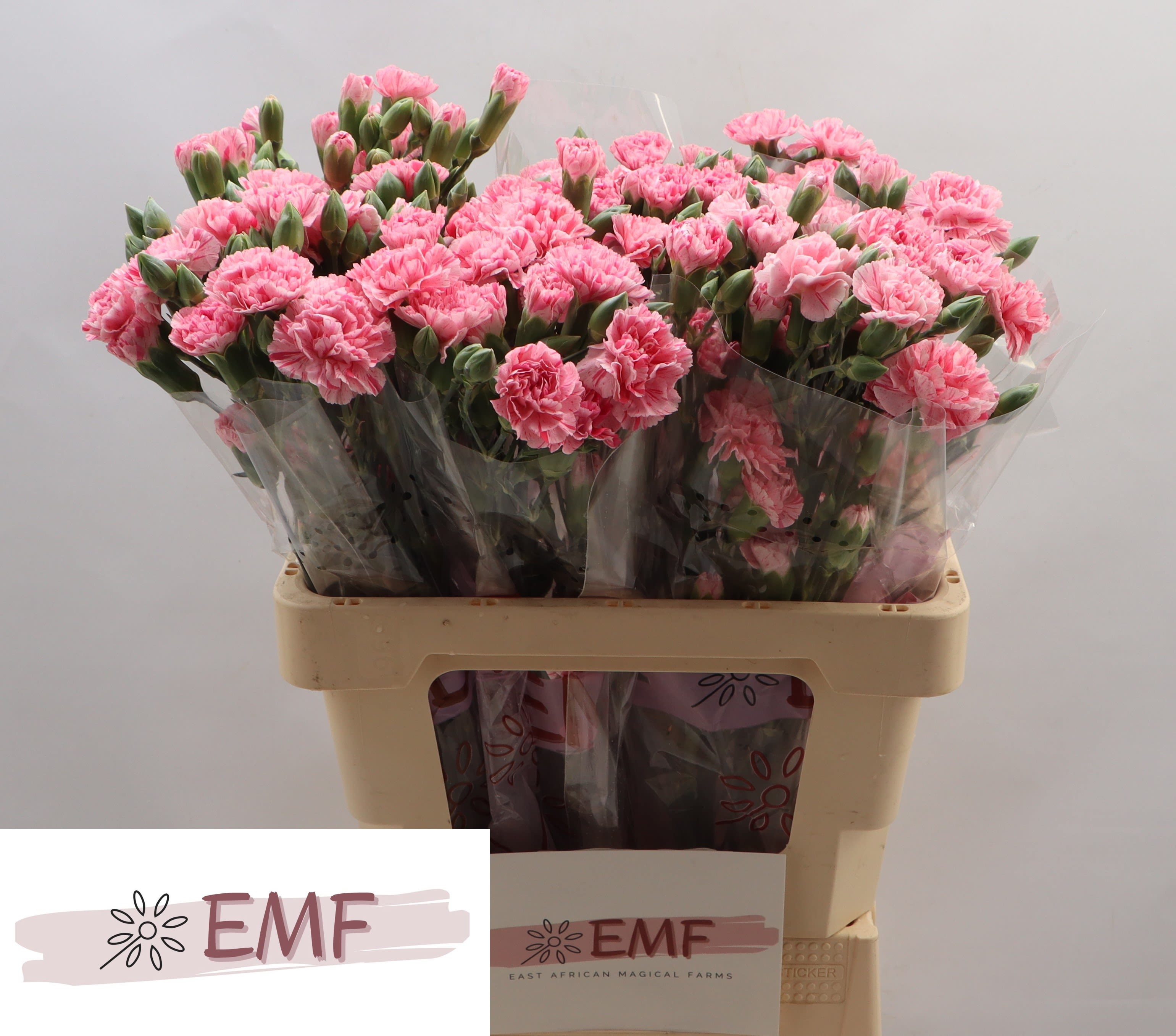 Срезанные цветы оптом Dianthus sp rosadita от 60шт из Голландии с доставкой по России