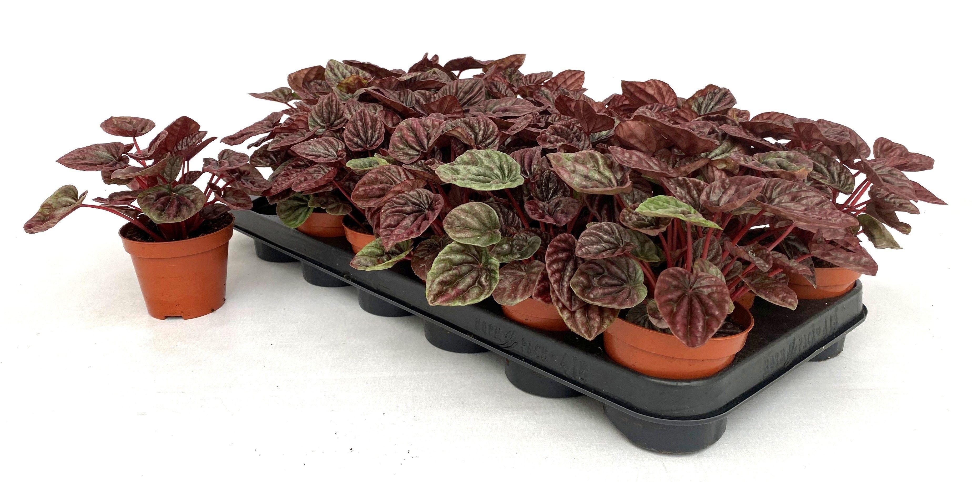 Горшечные цветы и растения оптом Pep Ca Ov от 18шт (для телеги) из Голландии с доставкой по России