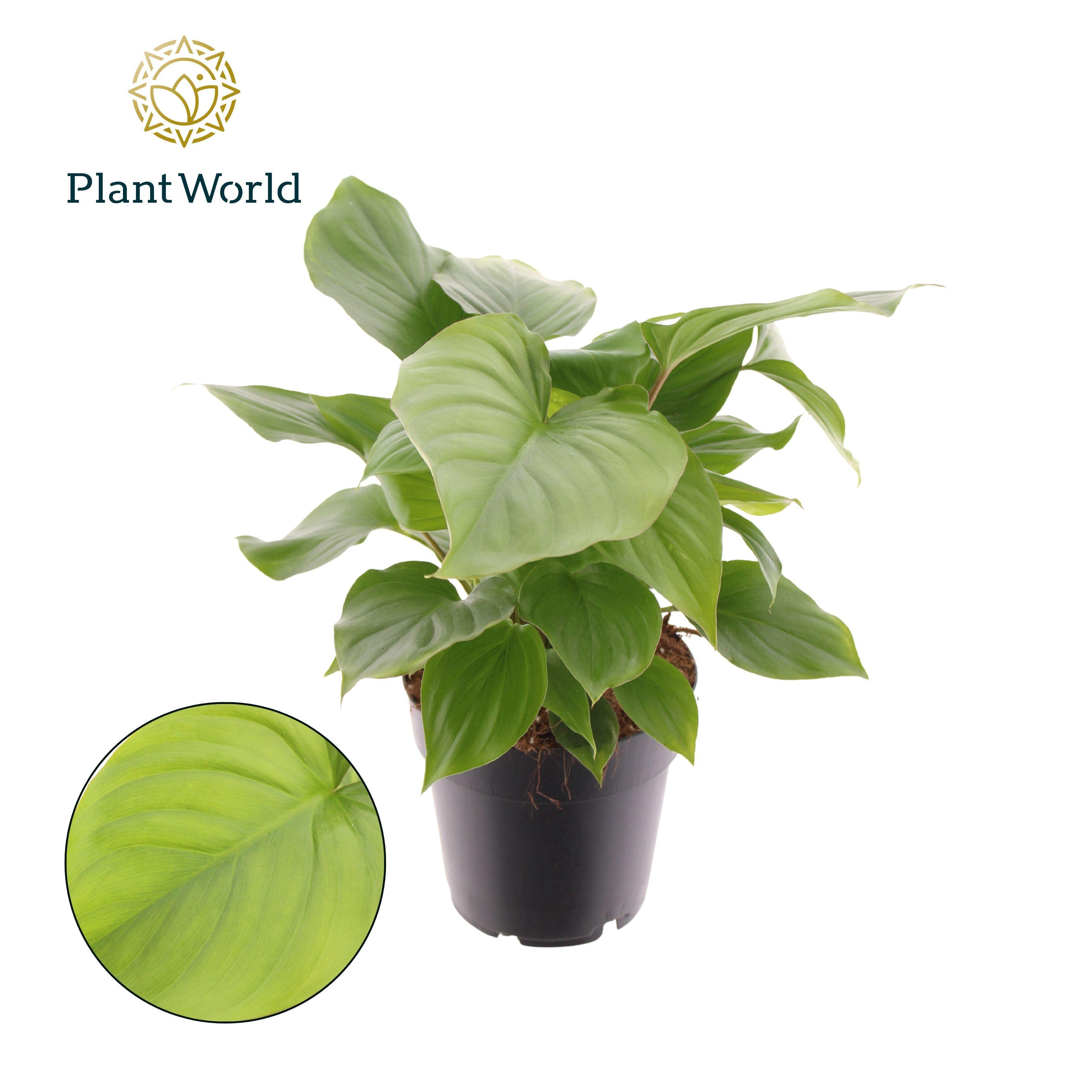 Горшечные цветы и растения оптом Homalomena Rubescens Maggy от 7шт из Голландии с доставкой по России