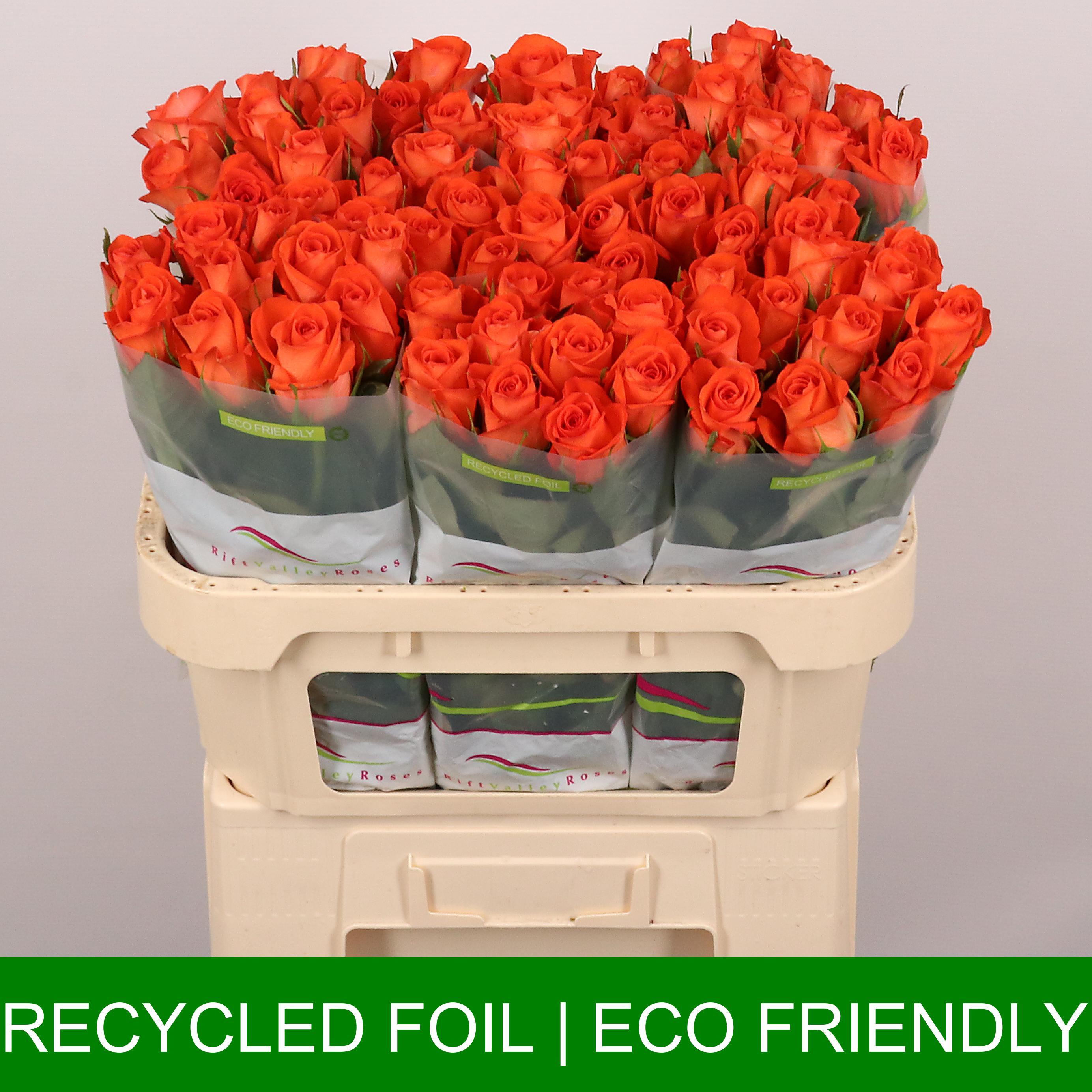 Срезанные цветы оптом Rosa large garfield+ от 50шт из Голландии с доставкой по России