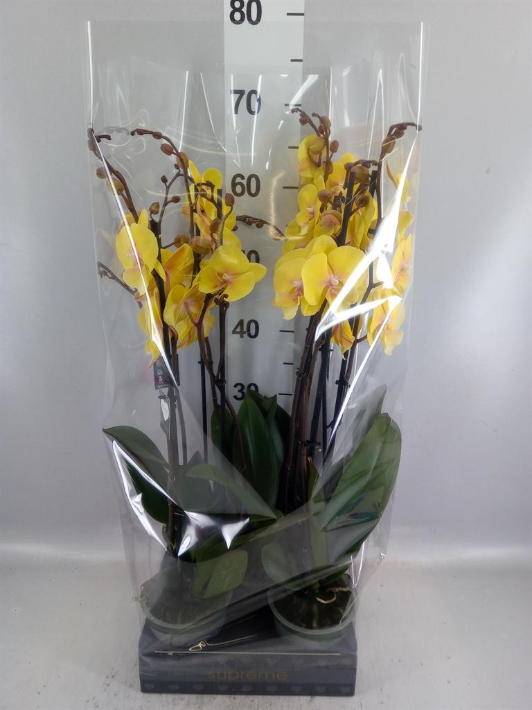 Горшечные цветы и растения оптом Phalaenopsis manta Palau от 5шт из Голландии с доставкой по России