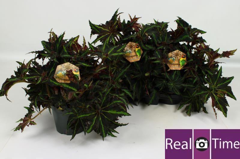 Горшечные цветы и растения оптом Beg M C Lion Dance от 3шт (для телеги) из Голландии с доставкой по России