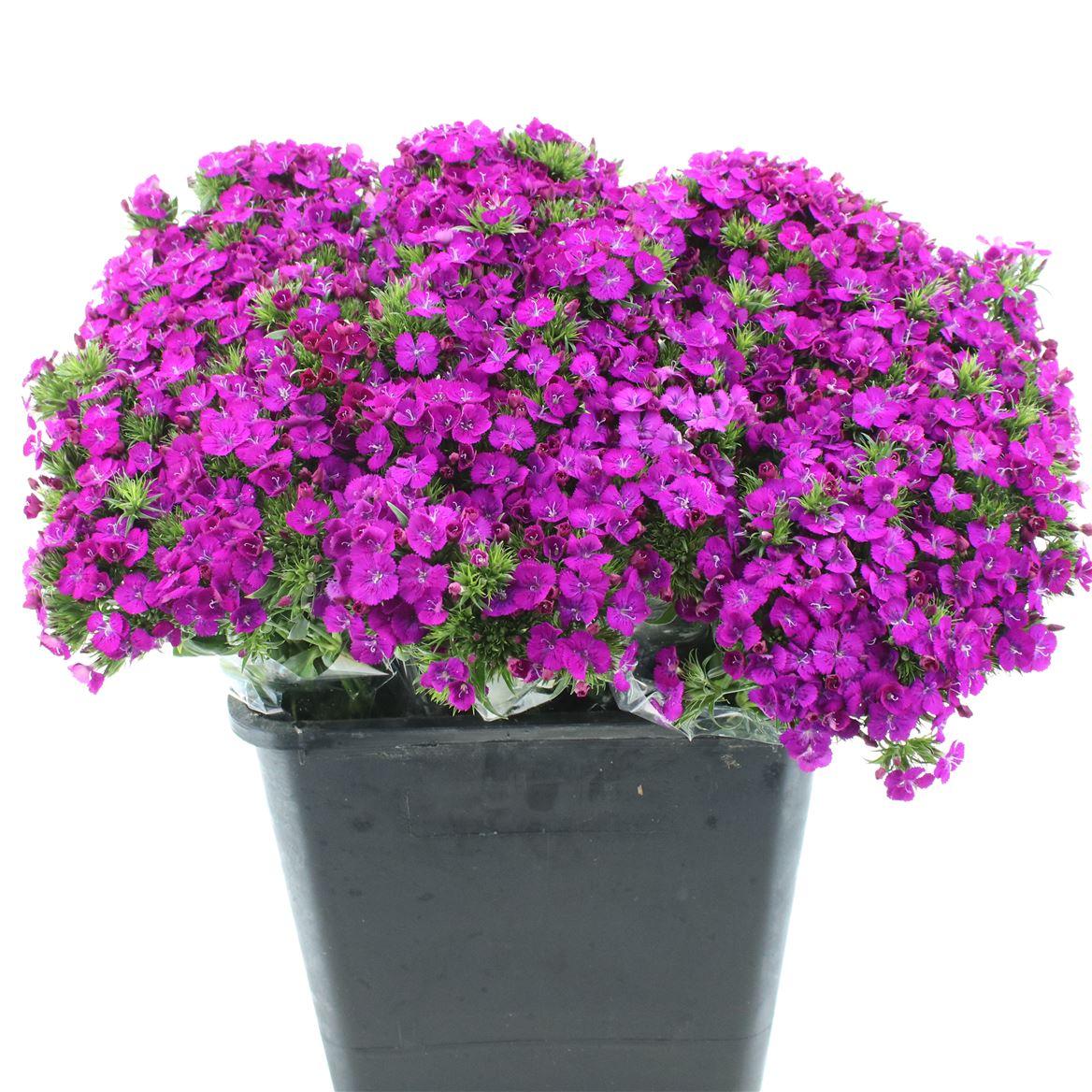 Срезанные цветы оптом Dianthus br amazon neon purple от 150шт из Голландии с доставкой по России