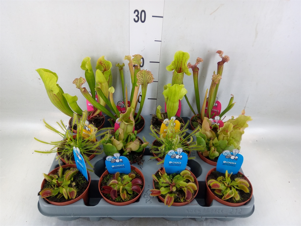 Горшечные цветы и растения оптом Vleesetende Planten от 12шт (для телеги) из Голландии с доставкой по России