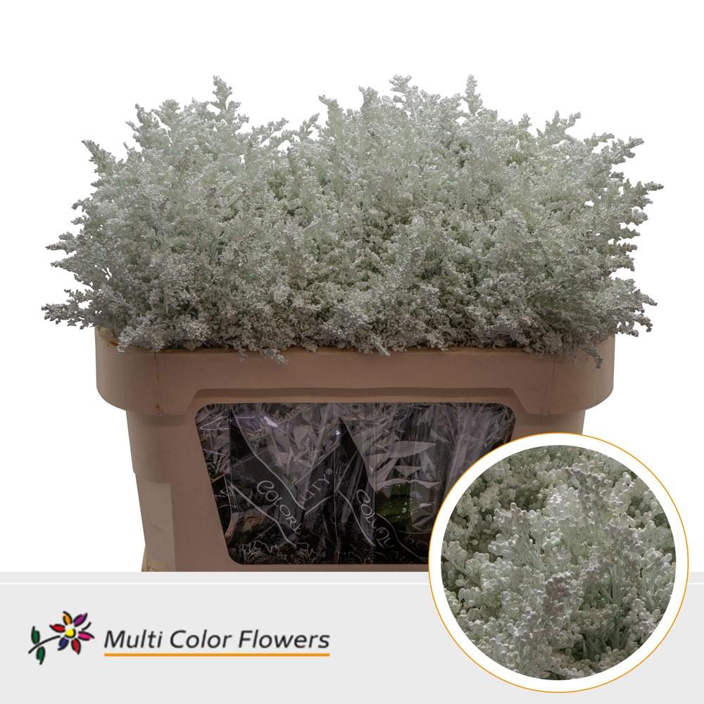 Срезанные цветы оптом Solidago paint white от 100шт. из Голландии с доставкой по России