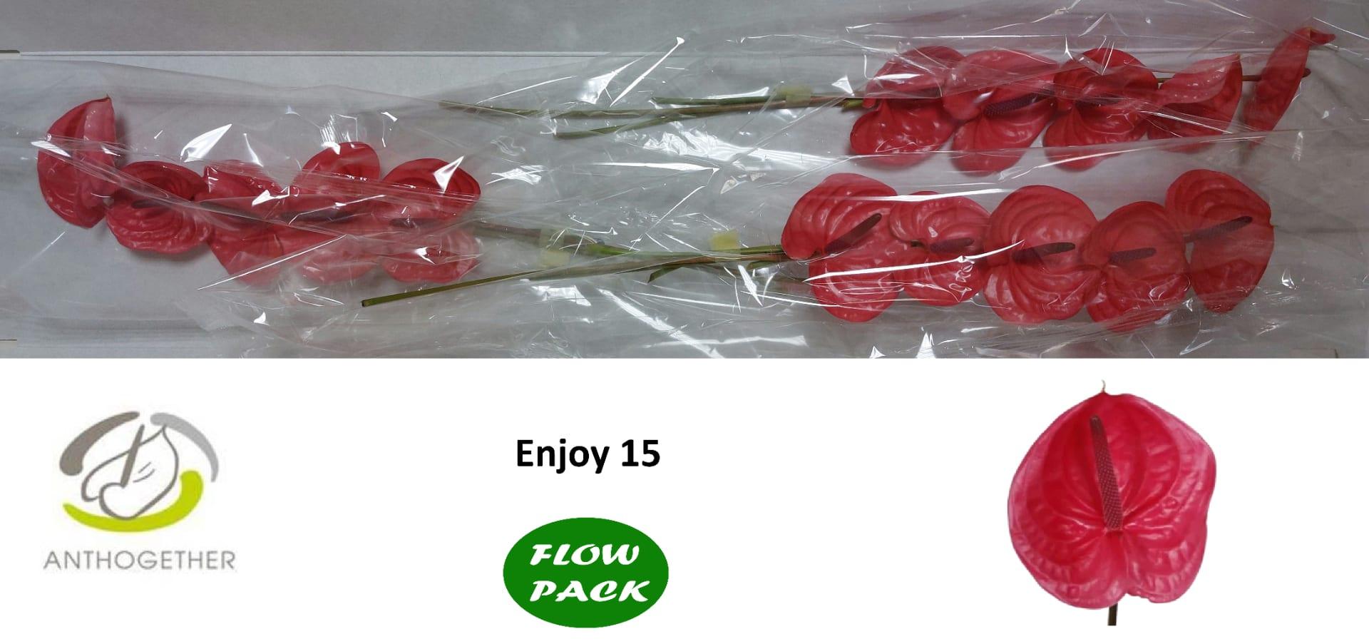 Срезанные цветы оптом Anthurium enjoy от 15шт из Голландии с доставкой по России