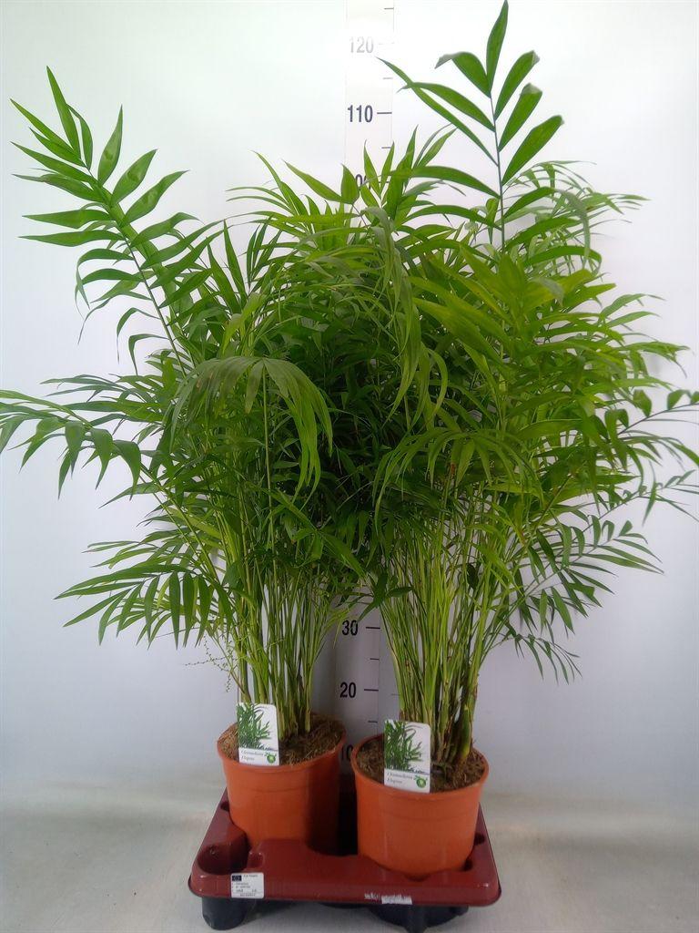 Горшечные цветы и растения оптом Chamaedorea Elegans от 2шт из Голландии с доставкой по России