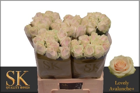 Срезанные цветы оптом Rosa large lovely avalanche+ от 40шт. из Голландии с доставкой по России