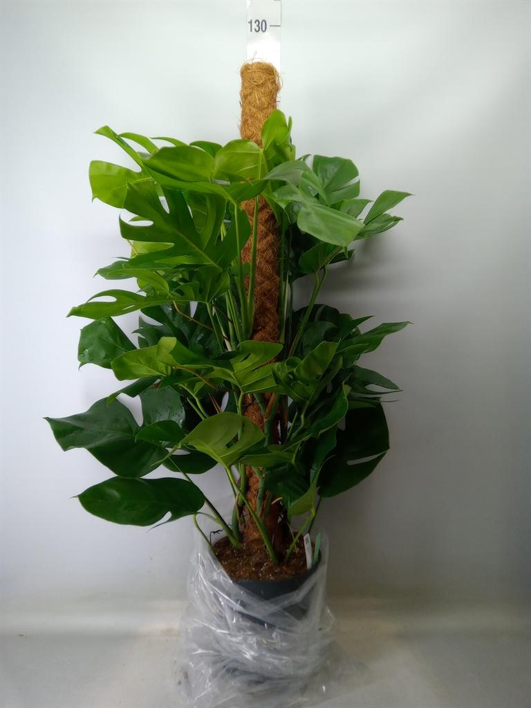 Горшечные цветы и растения оптом Monstera Pertusum от 1шт из Голландии с доставкой по России