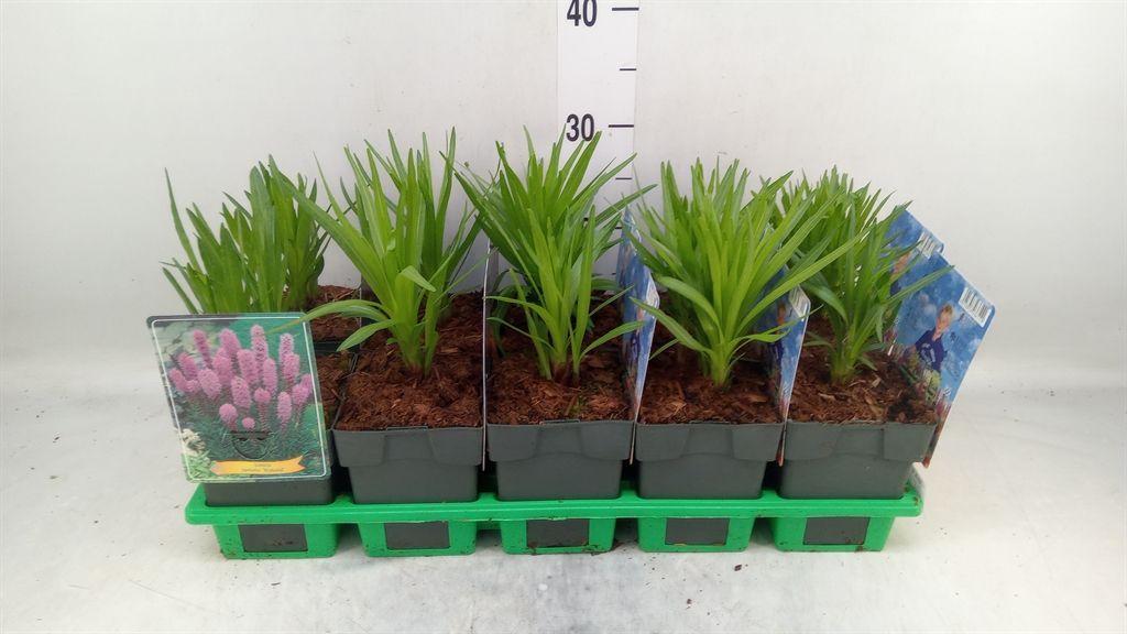 Горшечные цветы и растения оптом Liatris Spicata от 10шт из Голландии с доставкой по России