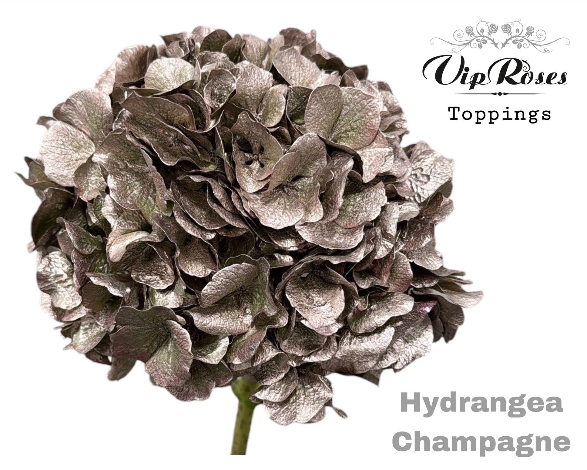 Срезанные цветы оптом Hydrangea paint champagne от 10шт из Голландии с доставкой по России