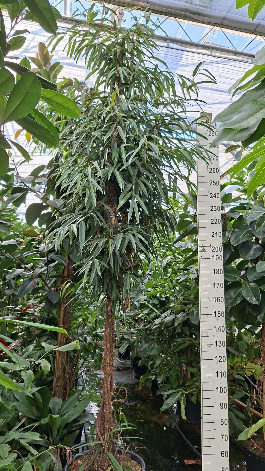 Горшечные цветы и растения оптом Ficus Alii Twisted от 1шт из Голландии с доставкой по России
