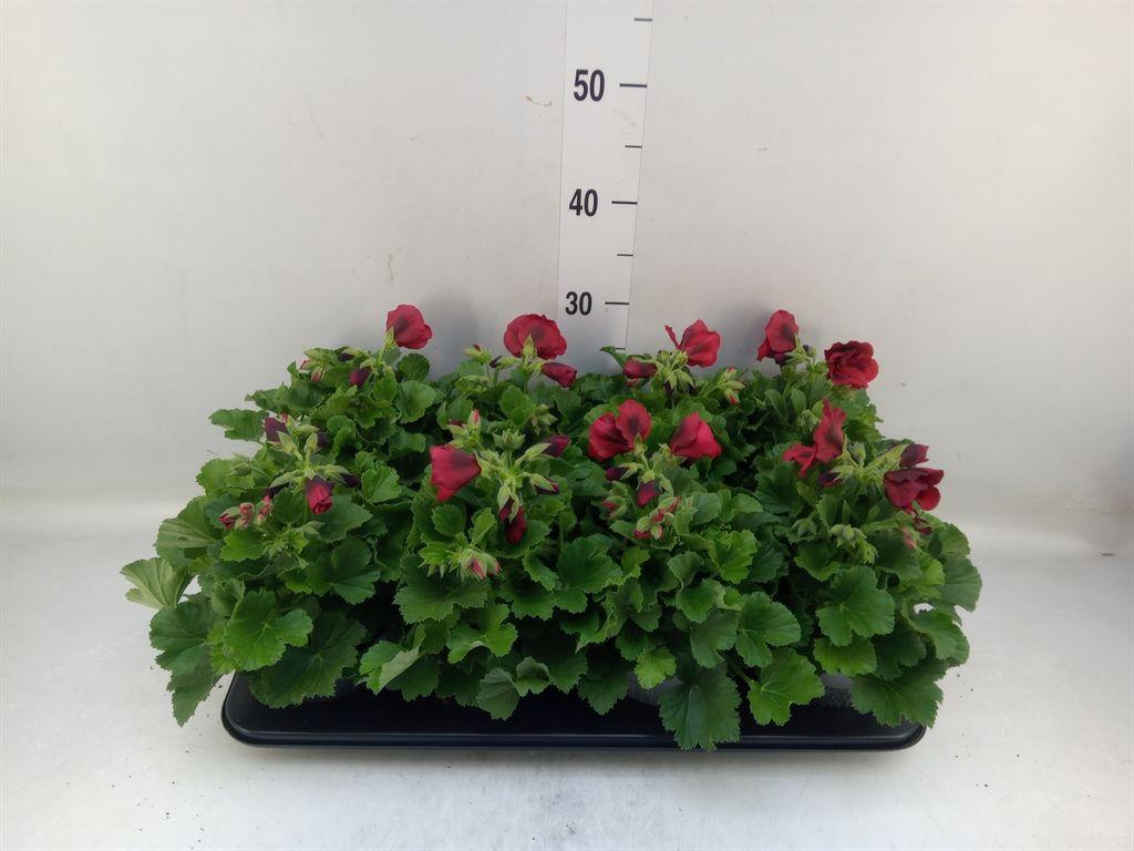 Горшечные цветы и растения оптом Pelg. Don Leo от 8шт из Голландии с доставкой по России