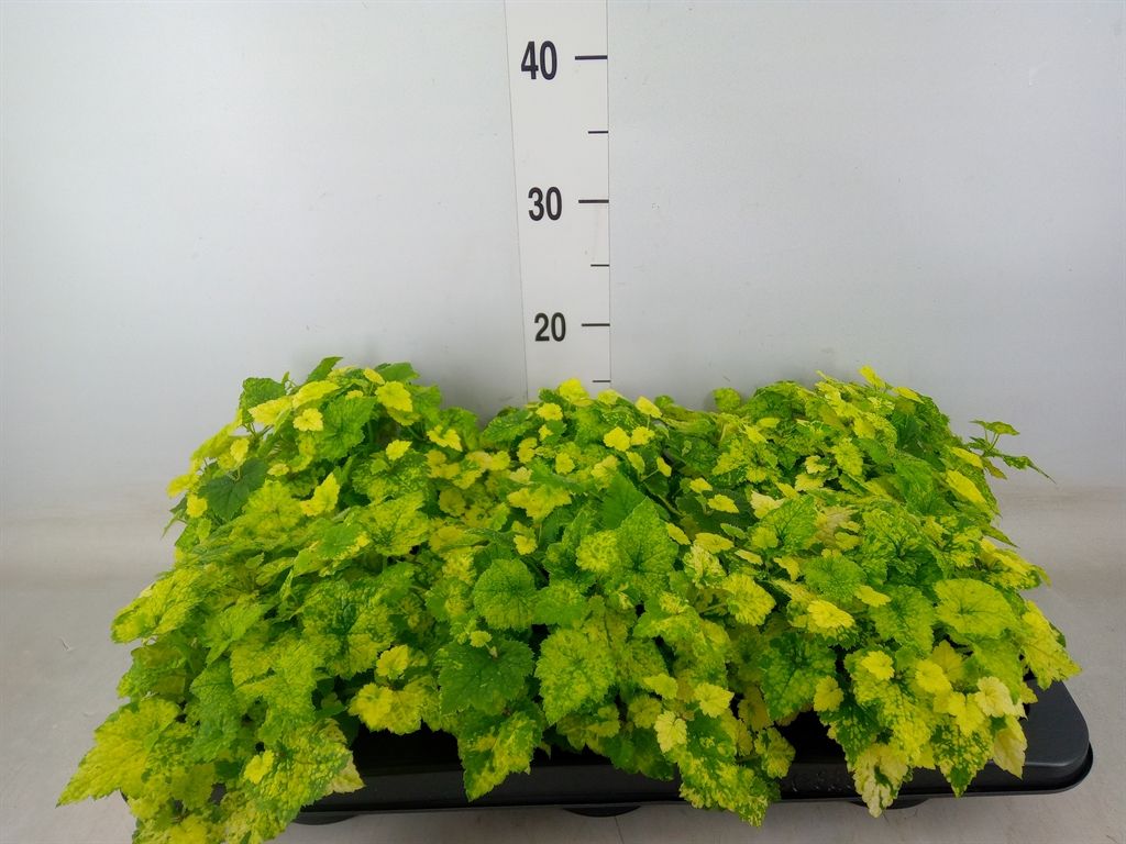 Горшечные цветы и растения оптом Tolmiea Menziesii   ...variegated от 6шт из Голландии с доставкой по России