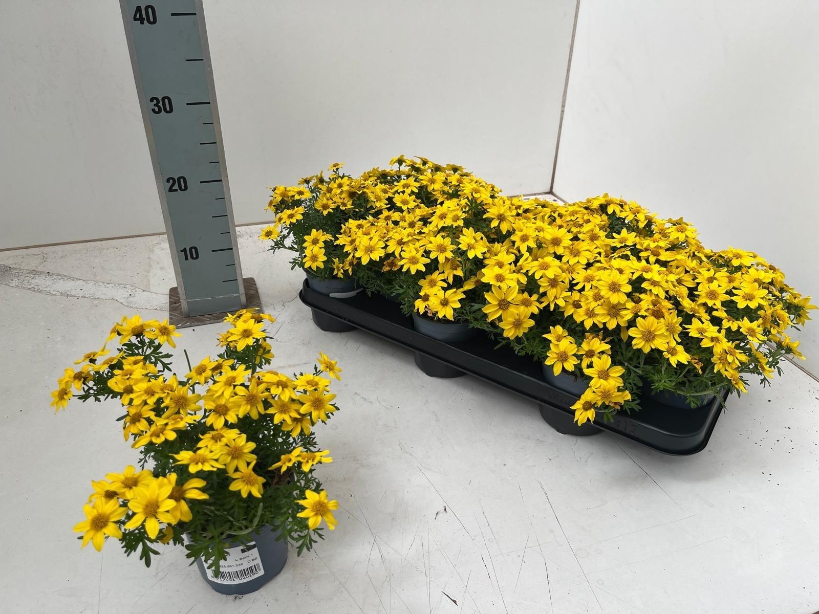 Горшечные цветы и растения оптом Bid Yellow Charm от 12шт из Голландии с доставкой по России