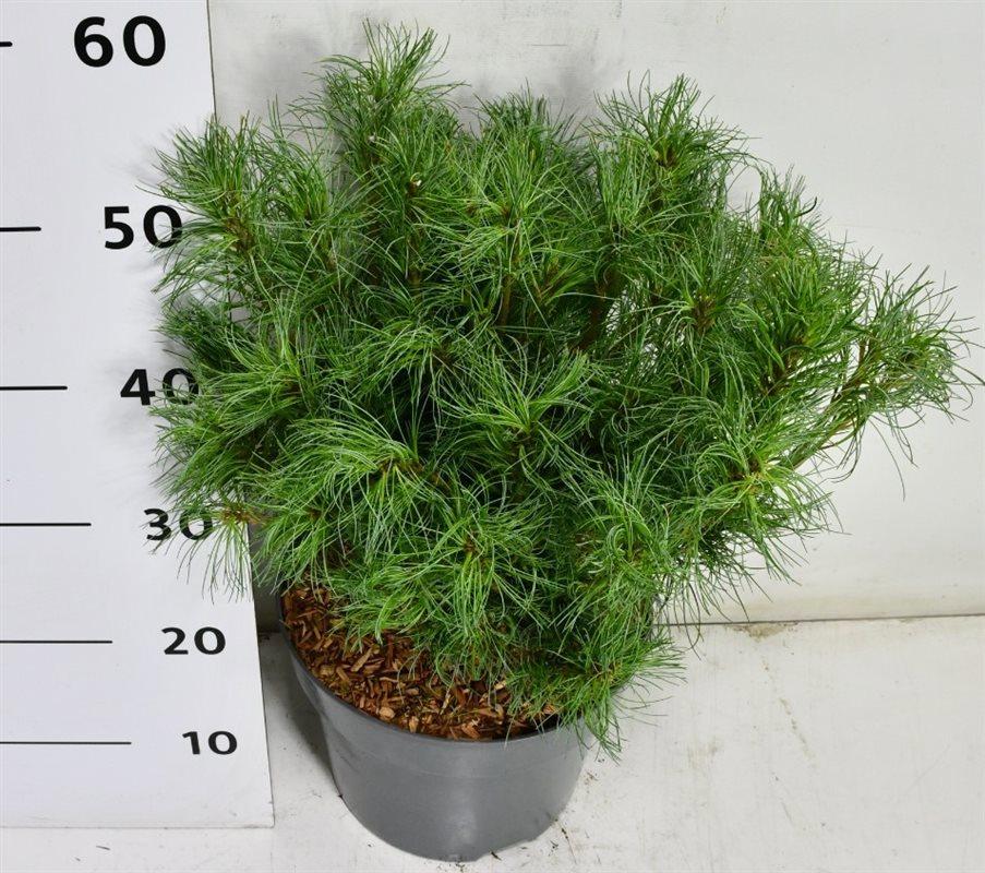 Горшечные цветы и растения оптом Pinus Strobus Tiny Kurls от 1шт из Голландии с доставкой по России