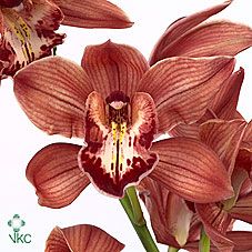 Срезанные цветы оптом Cymbidium red princess fredericka от 6шт из Голландии с доставкой по России