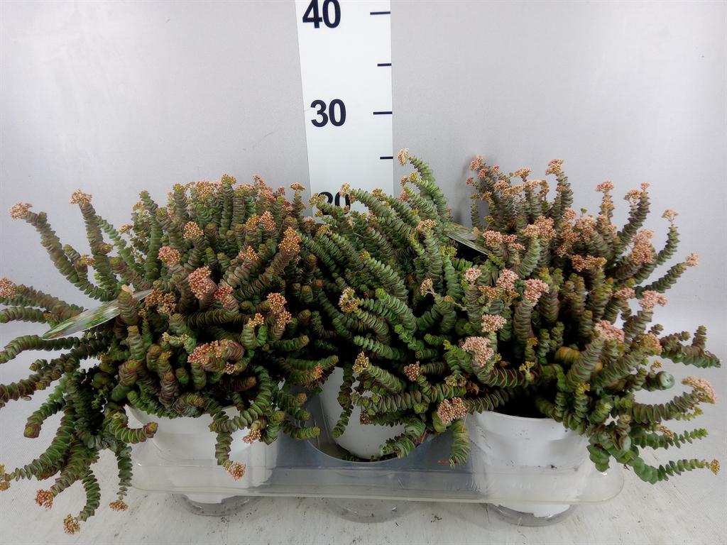 Горшечные цветы и растения оптом Crassula Marnieriana от 6шт из Голландии с доставкой по России