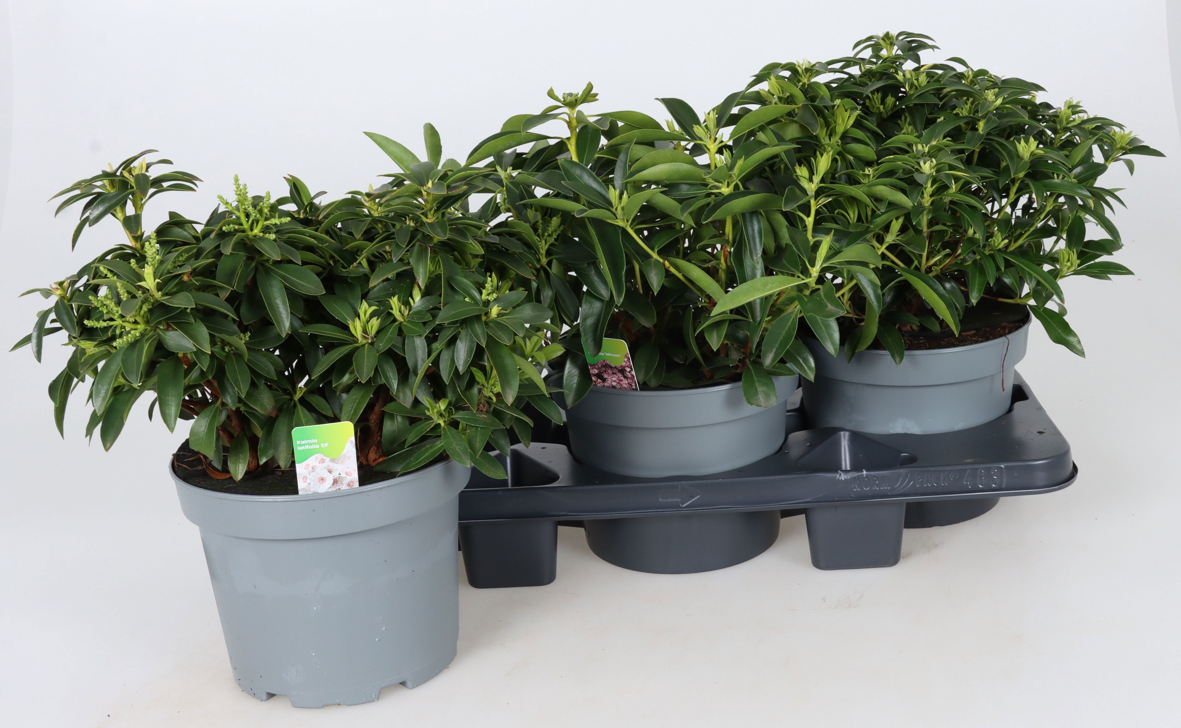 Горшечные цветы и растения оптом Kalm Latifolia от 3шт из Голландии с доставкой по России