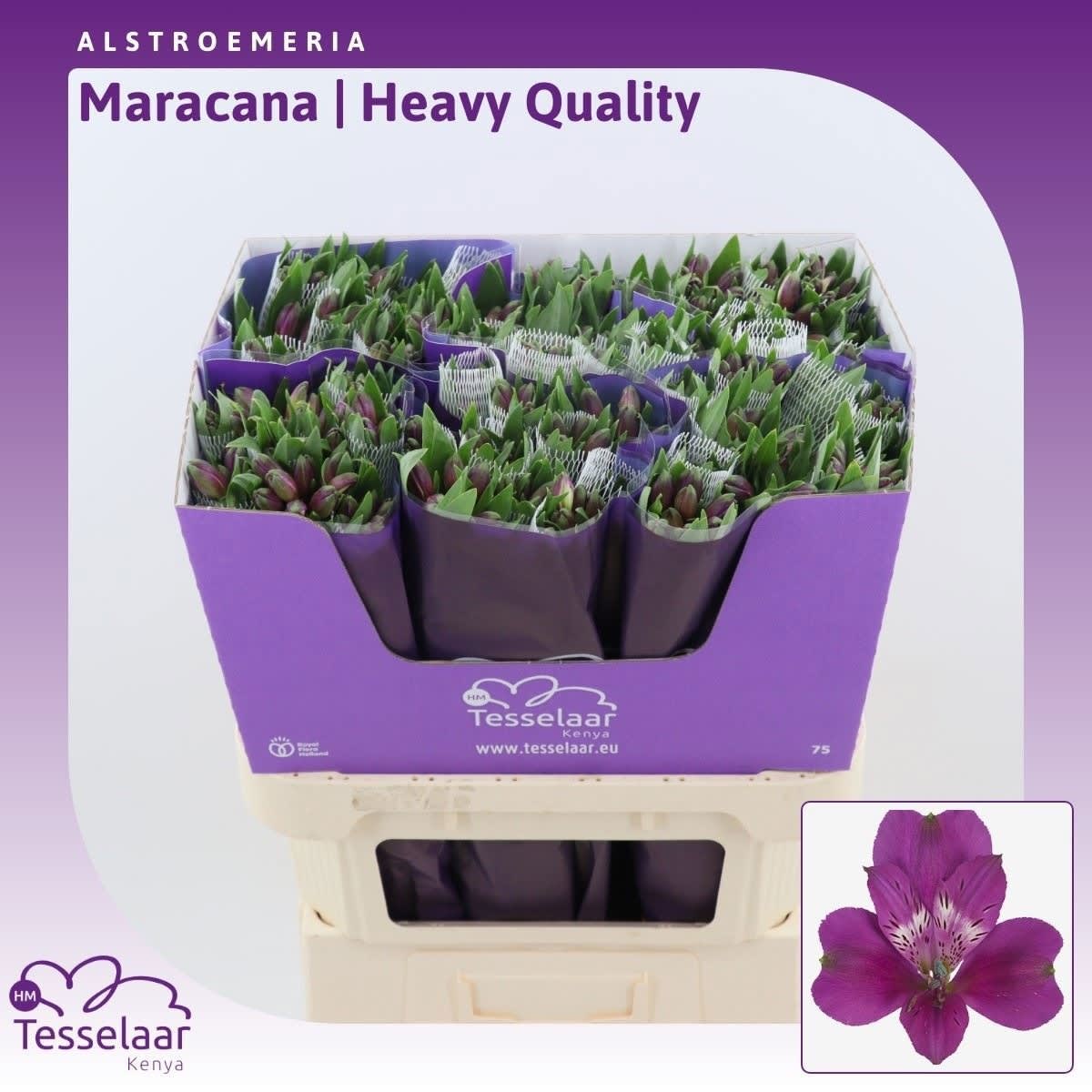 Срезанные цветы оптом Alstroemeria maracana от 60шт из Голландии с доставкой по России