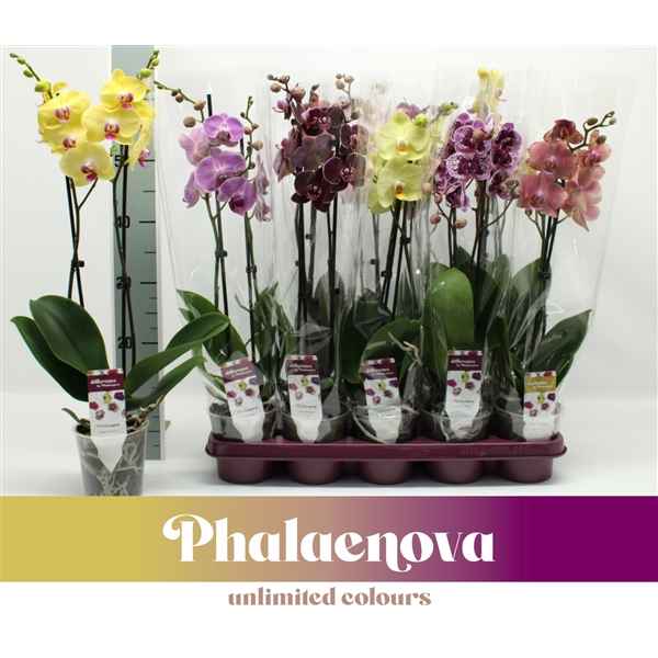 Горшечные цветы и растения оптом Phal 2st Mix 18+ (phalaenova) от 10шт из Голландии с доставкой по России