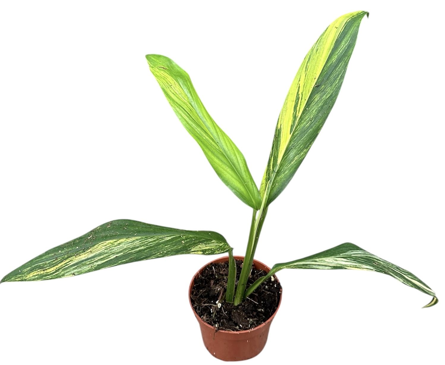 Горшечные цветы и растения оптом Amplissimum Aurea Variegata от 1шт из Голландии с доставкой по России