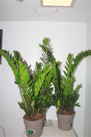 Горшечные цветы и растения оптом Zamio Zamiifolia 10+ P21. от 1шт из Голландии с доставкой по России