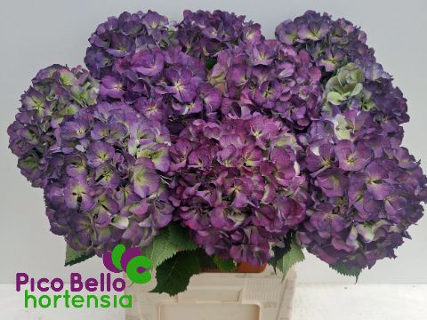 Срезанные цветы оптом Hydrangea elbtal classic от 10шт из Голландии с доставкой по России