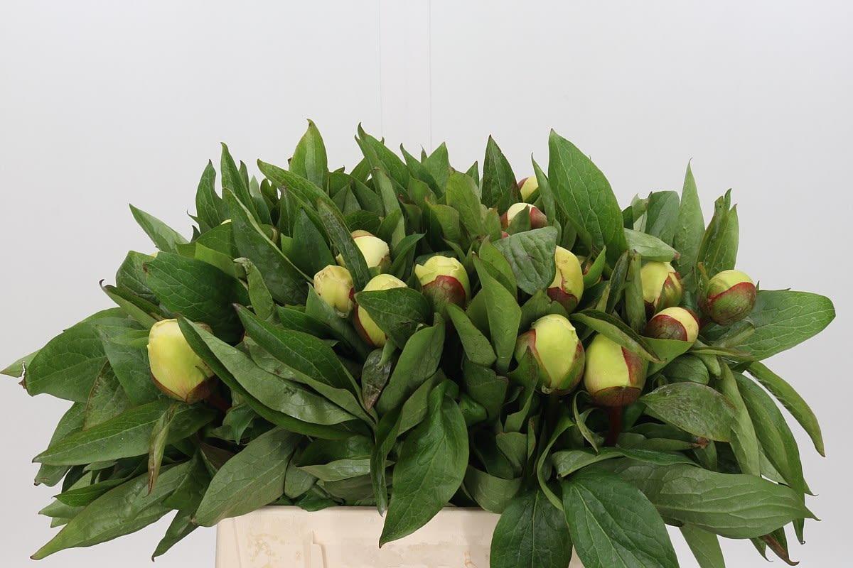 Срезанные цветы оптом Paeonia sunny girl от 40шт из Голландии с доставкой по России