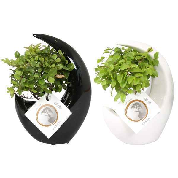 Горшечные цветы и растения оптом Bonsai Mix Pot In Moonshape Ceramic Bl от 12шт из Голландии с доставкой по России