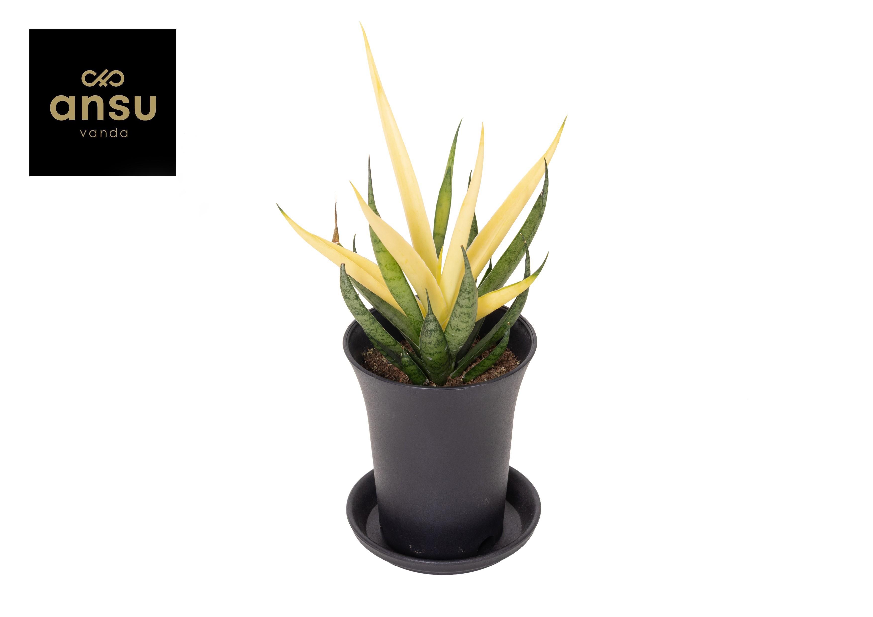 Горшечные цветы и растения оптом Sansevieria Comet Chrysanta Lemon In Sierpot от 9шт (для телеги) из Голландии с доставкой по России