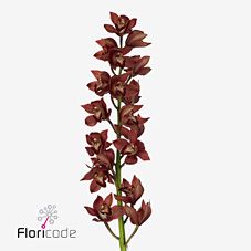 Срезанные цветы оптом Minicymbidium yowie flor от 4шт.. из Голландии с доставкой по России