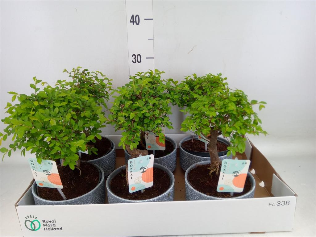 Горшечные цветы и растения оптом Bonsai   ... от 6шт из Голландии с доставкой по России