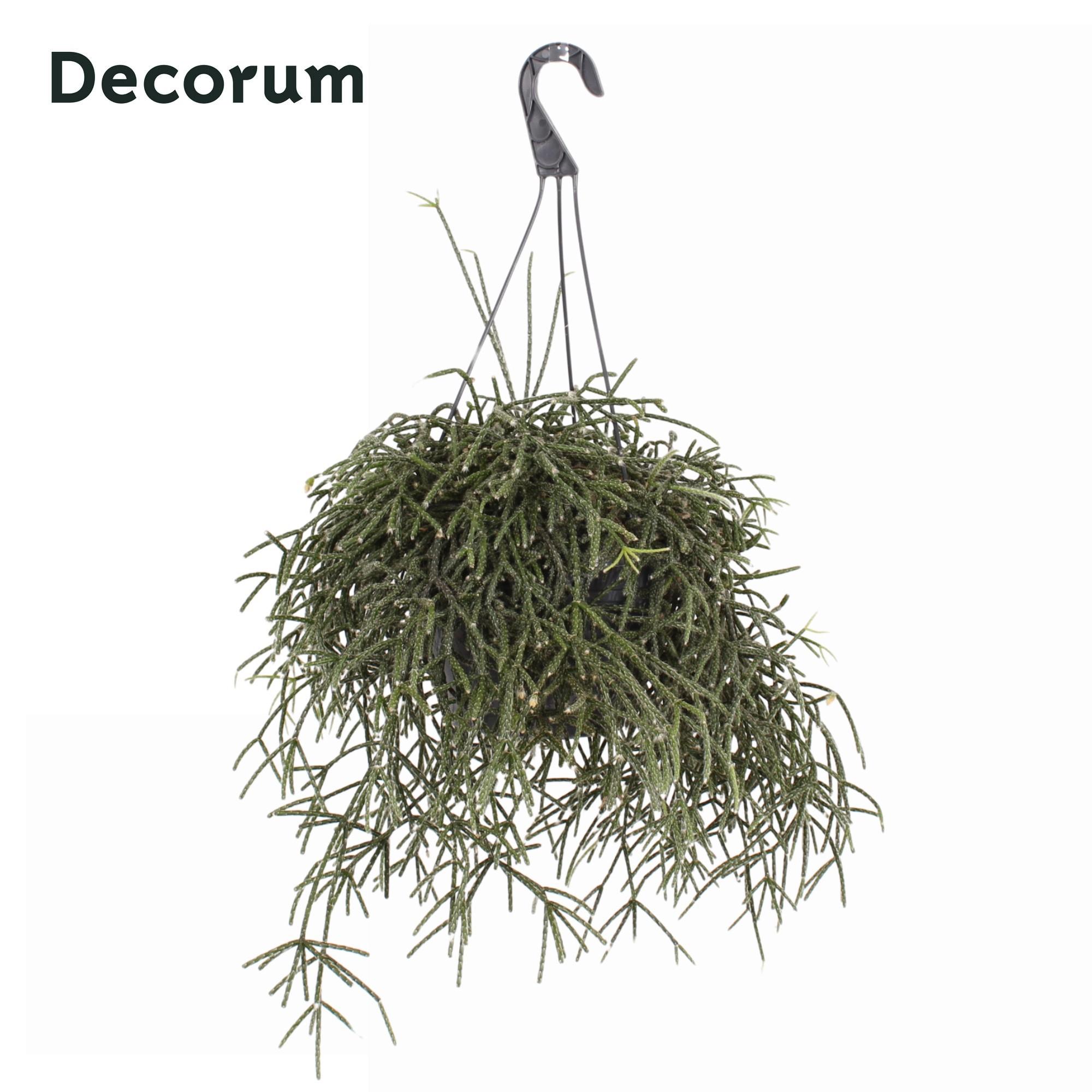 Горшечные цветы и растения оптом Rhipsalis Pilocarpa Hp 21 Cm от 3шт из Голландии с доставкой по России