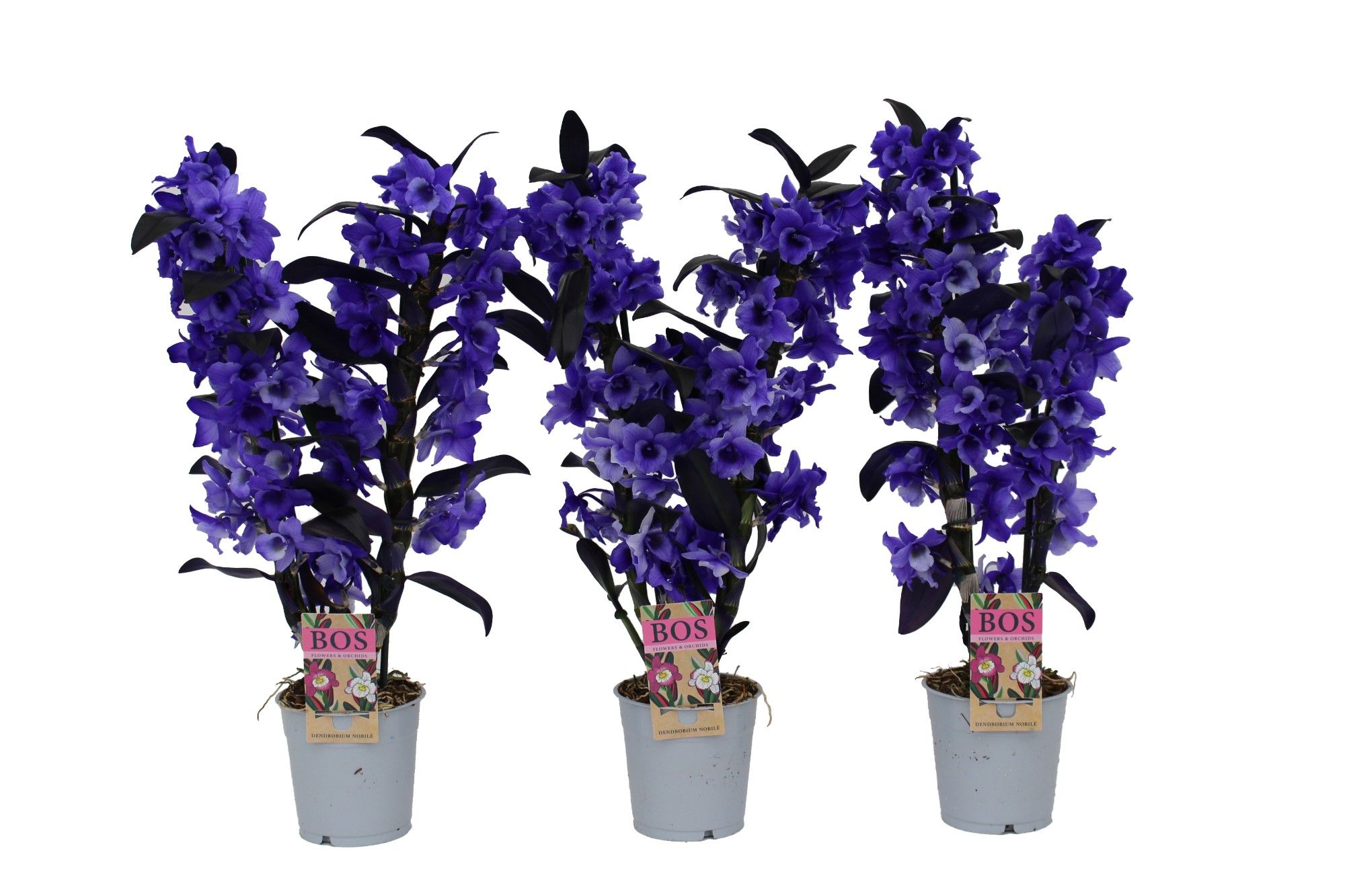 Горшечные цветы и растения оптом Dendr Nob 2st Painted Purple (injected) от 6шт из Голландии с доставкой по России