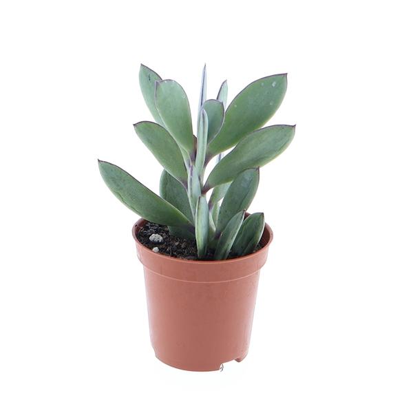 Горшечные цветы и растения оптом Senecio Crasissimus от 20шт (для телеги) из Голландии с доставкой по России