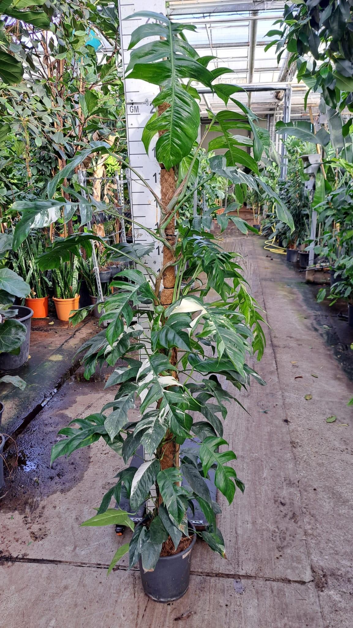 Горшечные цветы и растения оптом Epipremnum Pin. Albo Variegata Mospole от 1шт из Голландии с доставкой по России