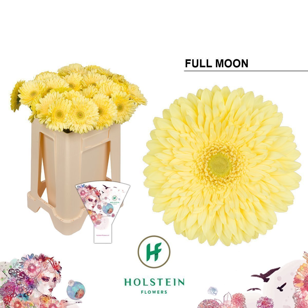 Срезанные цветы оптом Gerbera full moon от 40шт из Голландии с доставкой по России