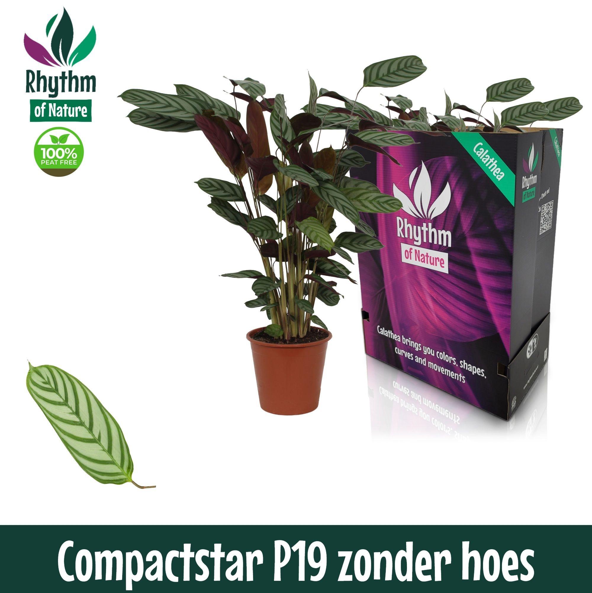 Горшечные цветы и растения оптом Calathea Compactstar Rhythm Of Nature от 5шт из Голландии с доставкой по России