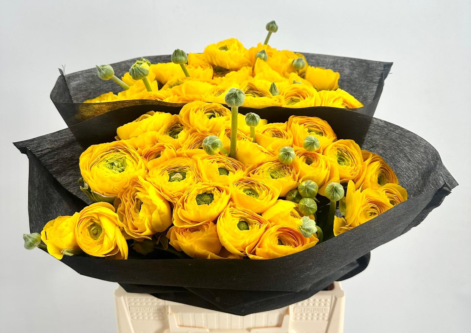 Срезанные цветы оптом Ranunculus clooney omega от 50шт из Голландии с доставкой по России