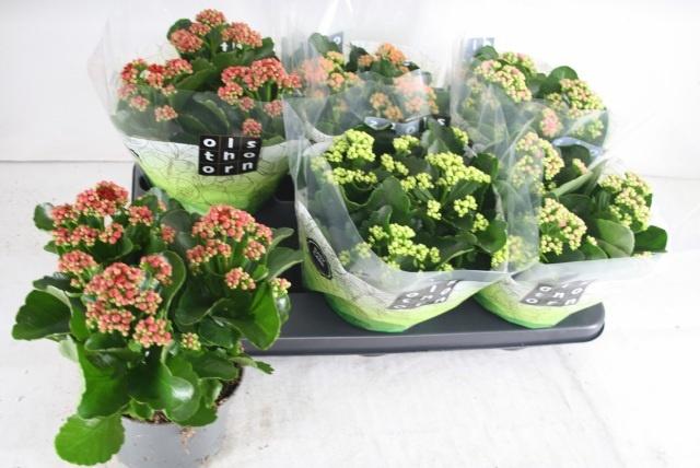 Горшечные цветы и растения оптом Kal Ge Gem 4 Kl от 6шт из Голландии с доставкой по России