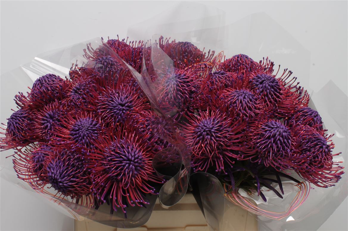 Срезанные цветы оптом Nutans paint lilac dark от 30шт из Голландии с доставкой по России