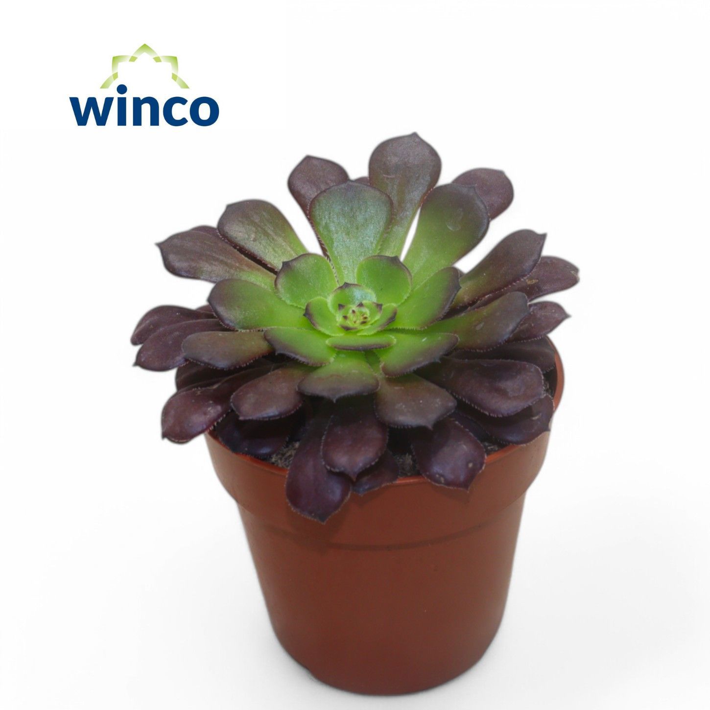 Горшечные цветы и растения оптом Aeonium Ab Velours от 18шт (для телеги) из Голландии с доставкой по России